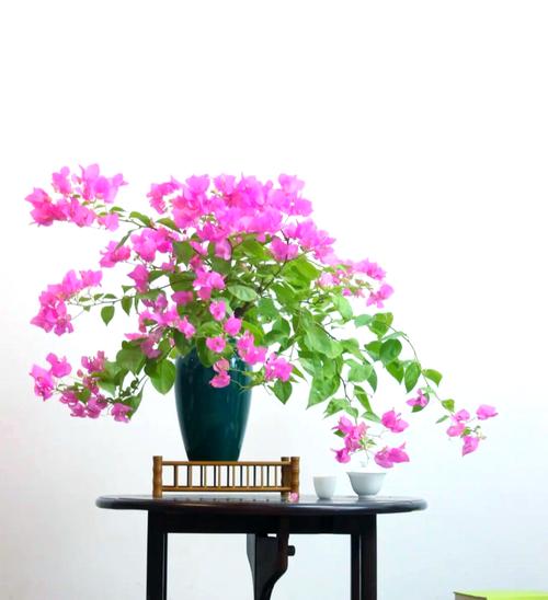 三角梅的种植方法与技巧,三角梅的种植方法是什么?