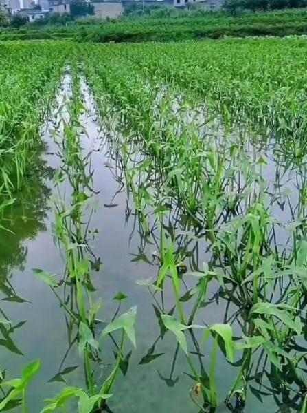 水上空心菜最方便的种植方法,水上空心菜怎么施肥