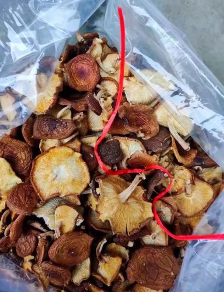 香菇怎么种植?香菇怎么种植技术?