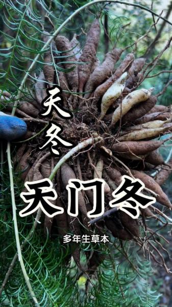 天冬什么时候种植好?天冬种植条件?