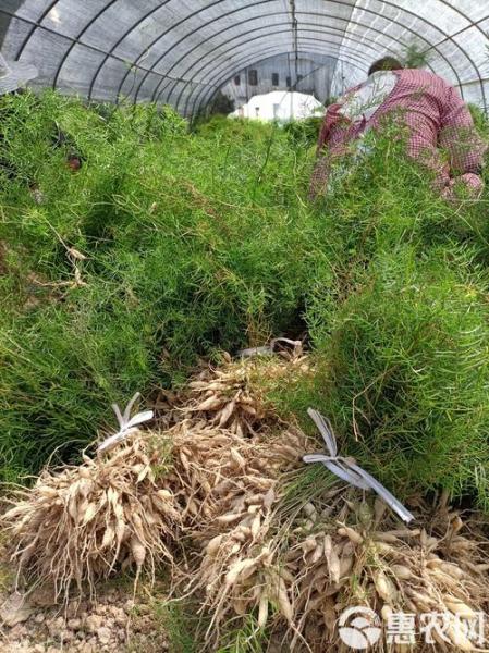 天冬什么时候种植好?天冬种植条件?