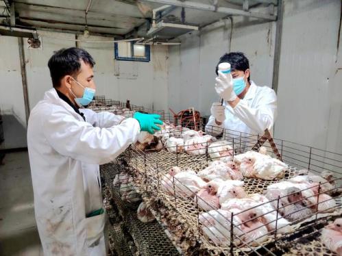 肉鸽养殖对环境的影响,肉鸽养殖的前景?