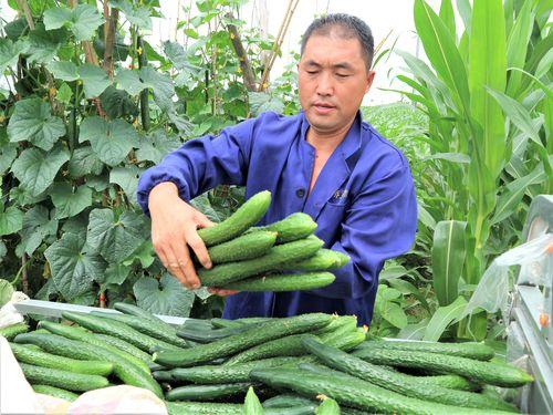 2022年农村种植什么好,2021年农民适合种啥?