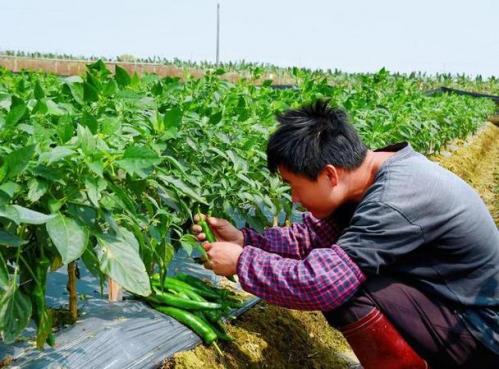 2022年农村种植什么好,2021年农民适合种啥?