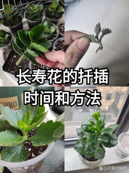 秋天长寿花的养殖方法和注意事项,养花技巧秋天养长寿花?