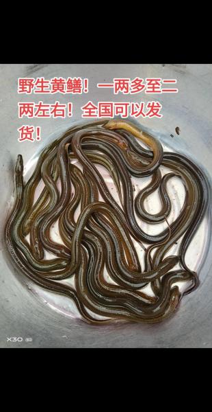 刚出生的小黄鳝吃什么,刚孵化的黄鳝吃什么