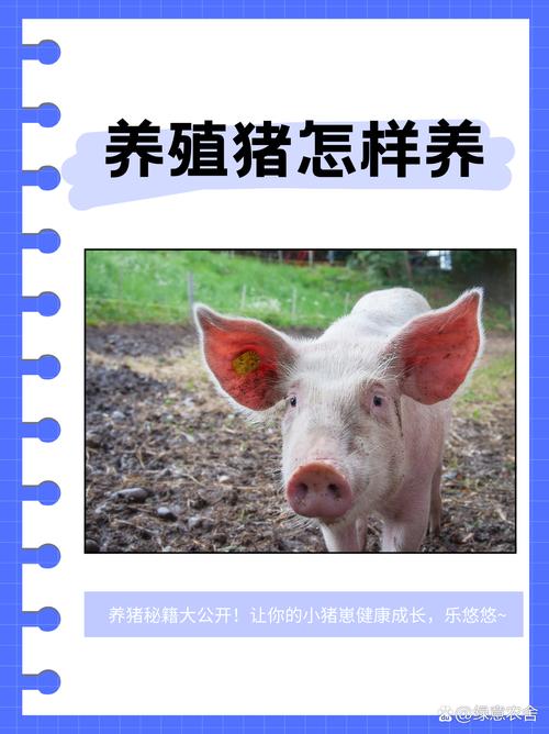 让猪快速长大的方法,让猪快速长大的方法有哪些