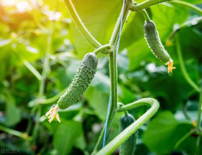 黄瓜种植时间和方法全过程?黄瓜种植时间和方法简介?