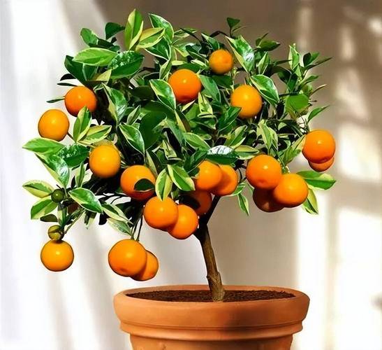 哪些植物招财又旺宅?什么植物可以招财进宝?