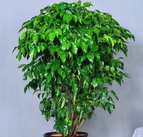哪些植物招财又旺宅?什么植物可以招财进宝?