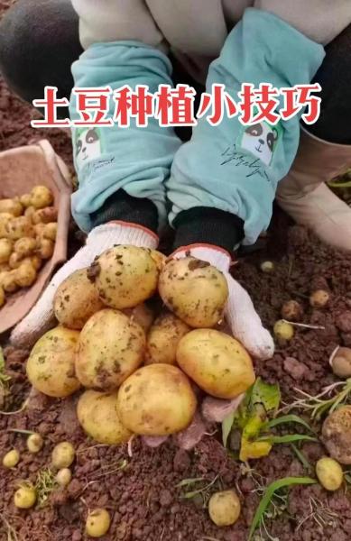 最新地膜土豆种植技术?地膜土豆怎样种植?