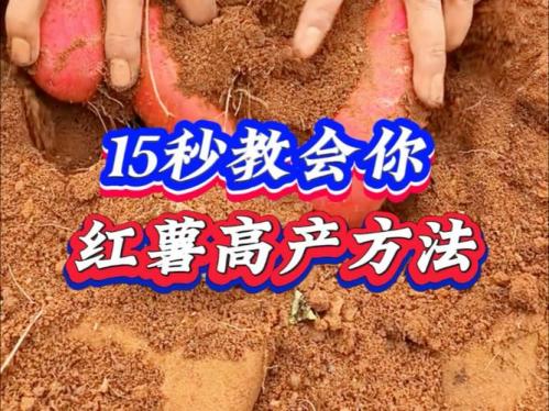 红薯的种植方法,高产红薯的种植方法?