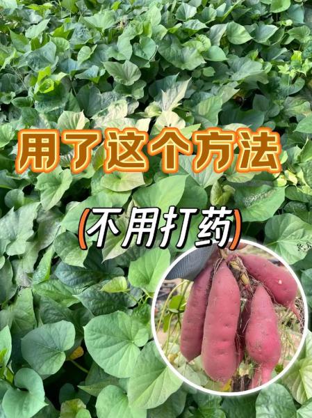 红薯的种植方法,高产红薯的种植方法?