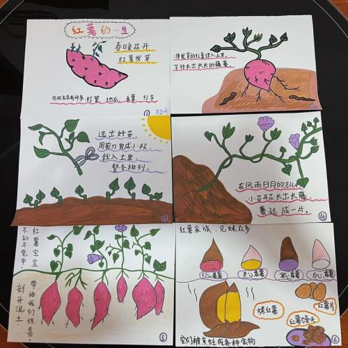 红薯的种植方法和时间,红薯的种植方法有几种