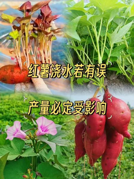 红薯的种植方法和时间,红薯的种植方法有几种