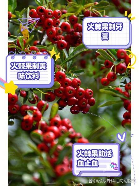 火棘的养殖方法和注意事项,火棘的养植方法