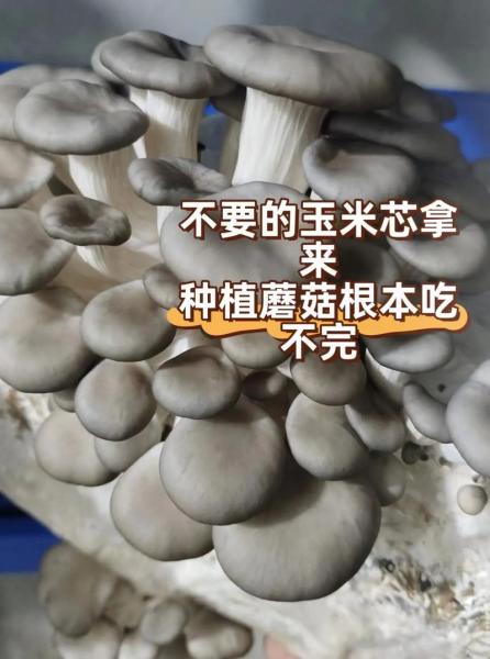 怎样种植磨姑,怎样在家种磨姑?