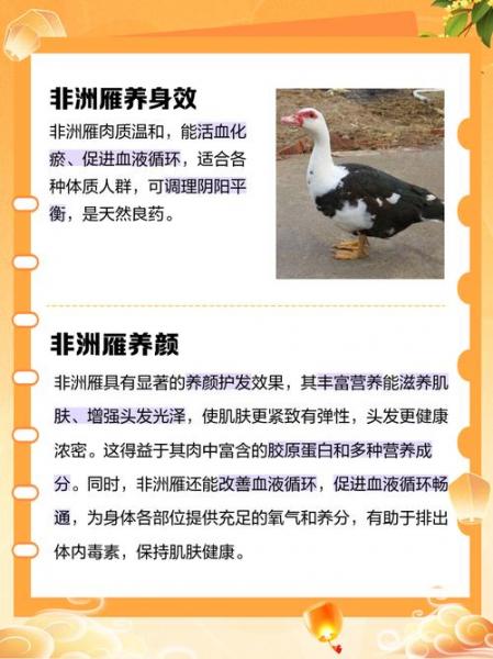 非洲雁和大鹅哪个好吃,非洲雁和鸡哪个营养价值高?
