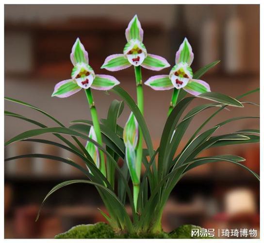 建兰的养殖方法,兰花的养殖方法?