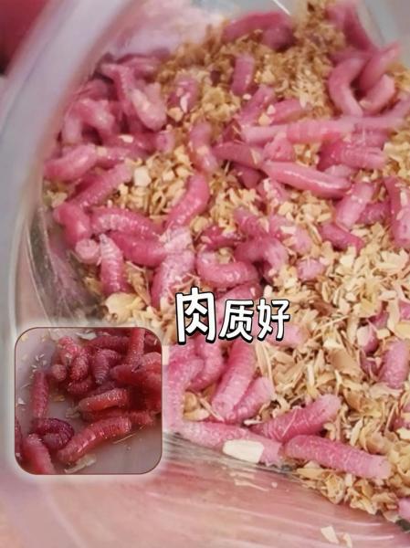 蛆为什么会变成红色的,蛆为什么会死?