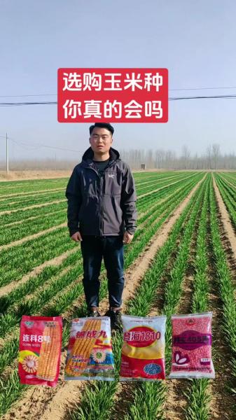 高平玉米价格最新行情?山西高平玉米价格最新行情?