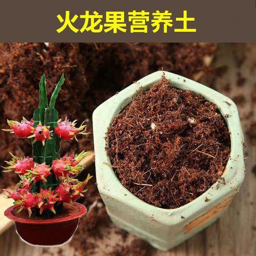 家庭版火龙果种植方法,家庭版种植火龙果的教程