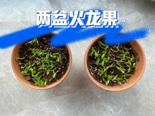 家庭版火龙果种植方法，家庭版种植火龙果的教程