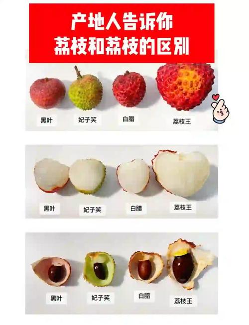 什么品种荔枝最贵,什么品种荔枝最贵最好吃的?