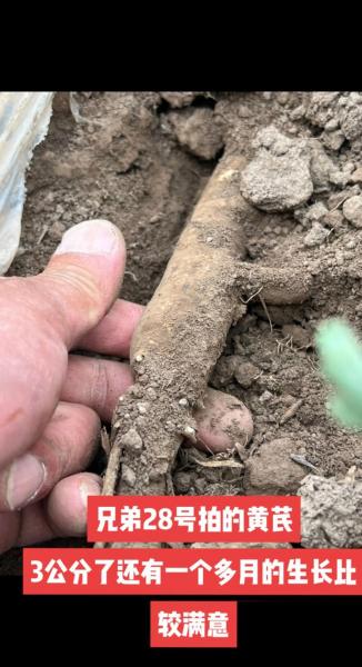 黄芪种植和生长条件?黄芪的种植与生长条件?
