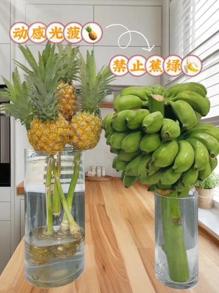 家庭盆栽菠萝种植方法，盆栽菠萝怎么种植
