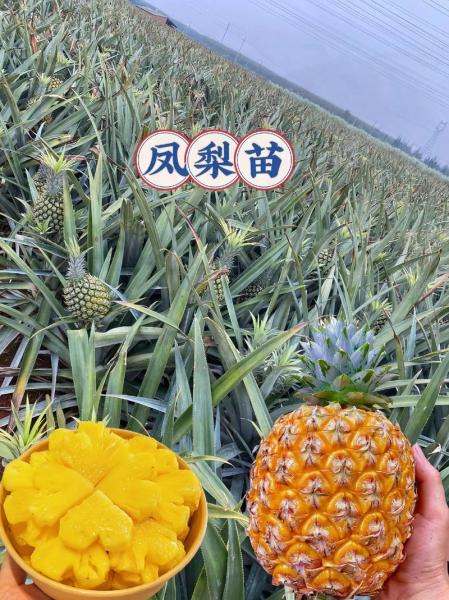家庭盆栽菠萝种植方法,盆栽菠萝怎么种植