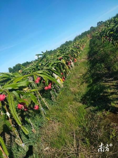火龙果怎么种植全过程，火龙果几年挂果？