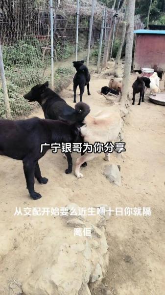 在农村乡镇养殖什么好?在农村养殖做什么生意好?