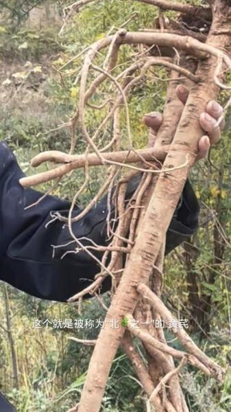 黄芪怎样种植及栽培,黄芪种植一般几年可收?