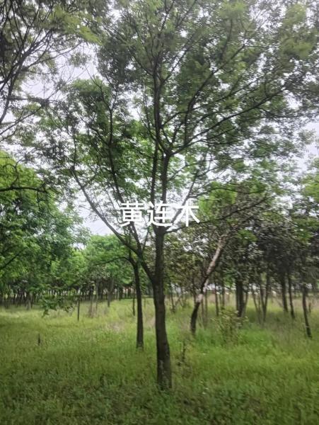 黄连木木材的用途?黄连木是什么?