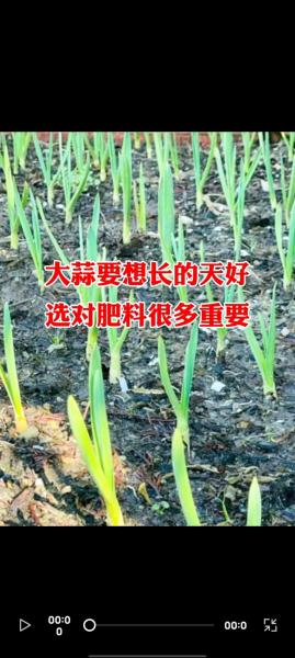 大蒜冬天可以种植吗,大蒜冬天可以施肥吗?