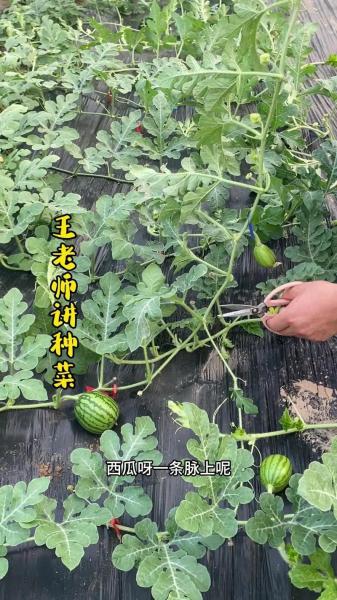 西瓜怎么种植才又大又甜,西瓜怎么种植呢?
