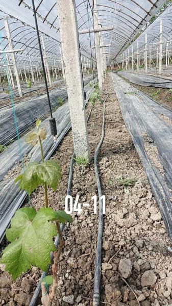 葡萄种子的种植方法,葡萄种子的种植方法视频