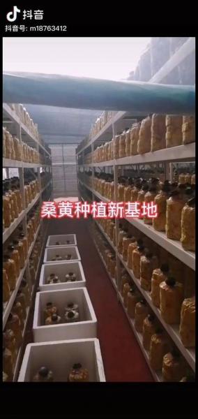 种植业致富项目吗,种植致富农村项目大全?