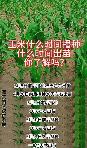 玉米种植时间和方法北方,北方玉米种植时间和收获时间?