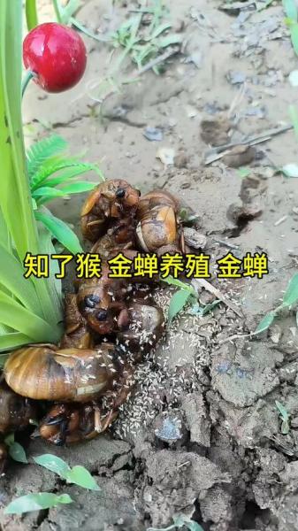 金蝉怎么养殖,金蝉怎么养殖金蝉人工养殖技术