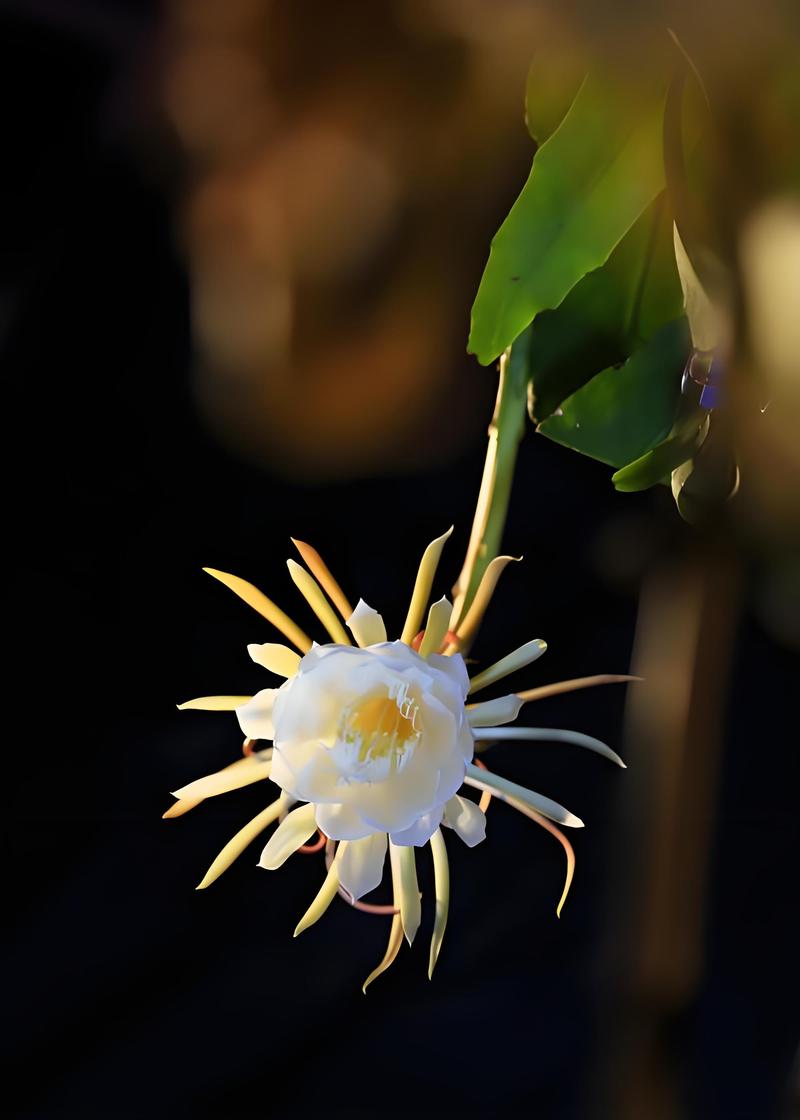 盆栽昙花的养殖方法和注意事项，盆栽昙花的养殖方法和注意事项图片？