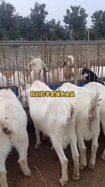 羊的养殖前景怎样,羊的养殖利润及风险怎么样现在?