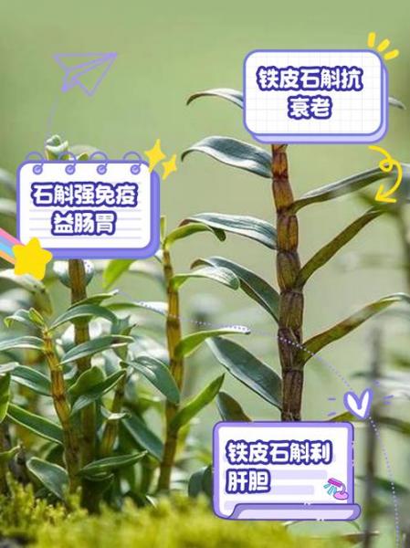 石斛的种植条件与方法?石斛的种植技术?