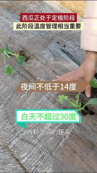 大棚种植西瓜需要人工授粉吗?温室大棚西瓜授粉期温度?