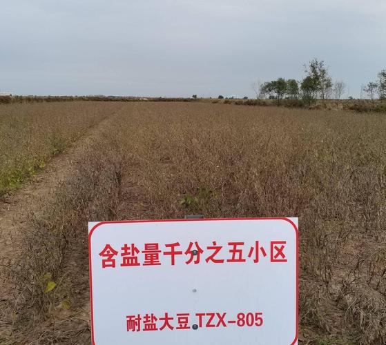 盐碱地种植大豆方法?盐碱地育种?