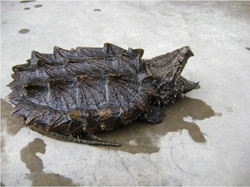 鳄鱼龟吃什么长得快,鳄鱼龟吃什么长得快又好养