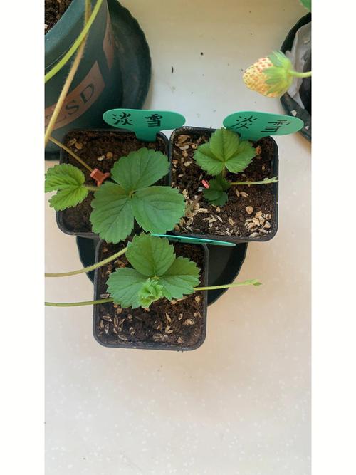 种草莓用什么土种植最好,种草莓要用什么土