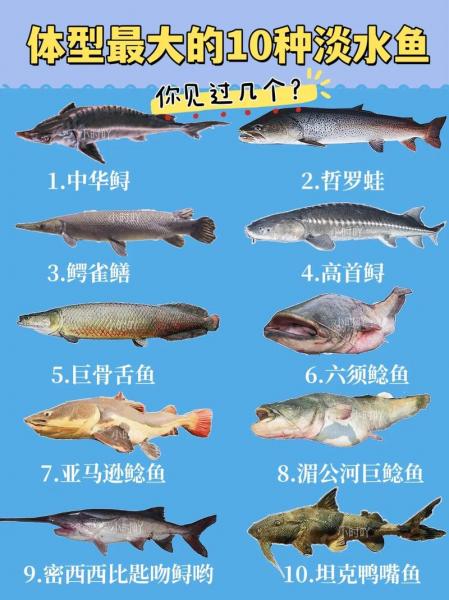 什么鱼可以高密度养殖,高密度养鱼品种?