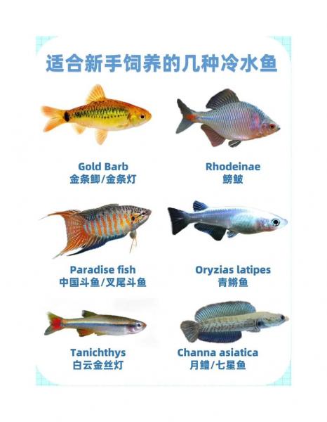 什么鱼可以高密度养殖,高密度养鱼品种?